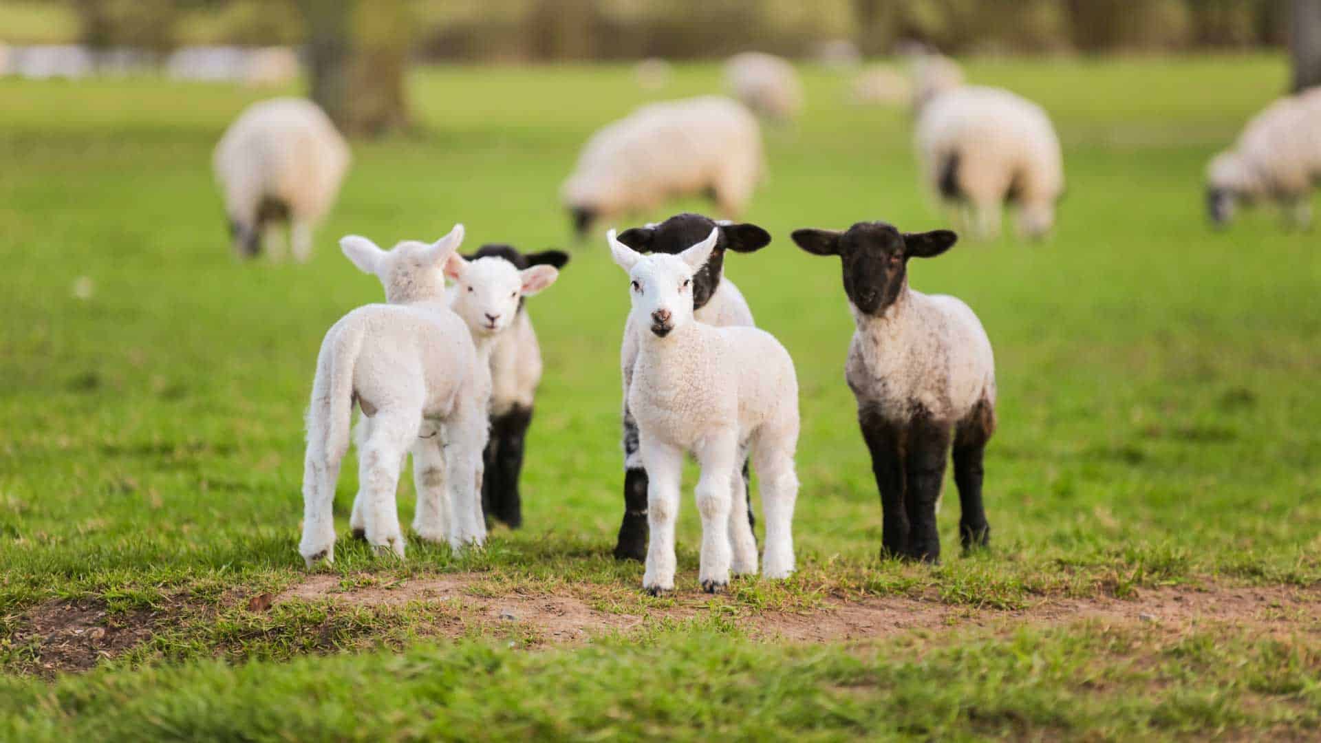 Open Farm Sunday