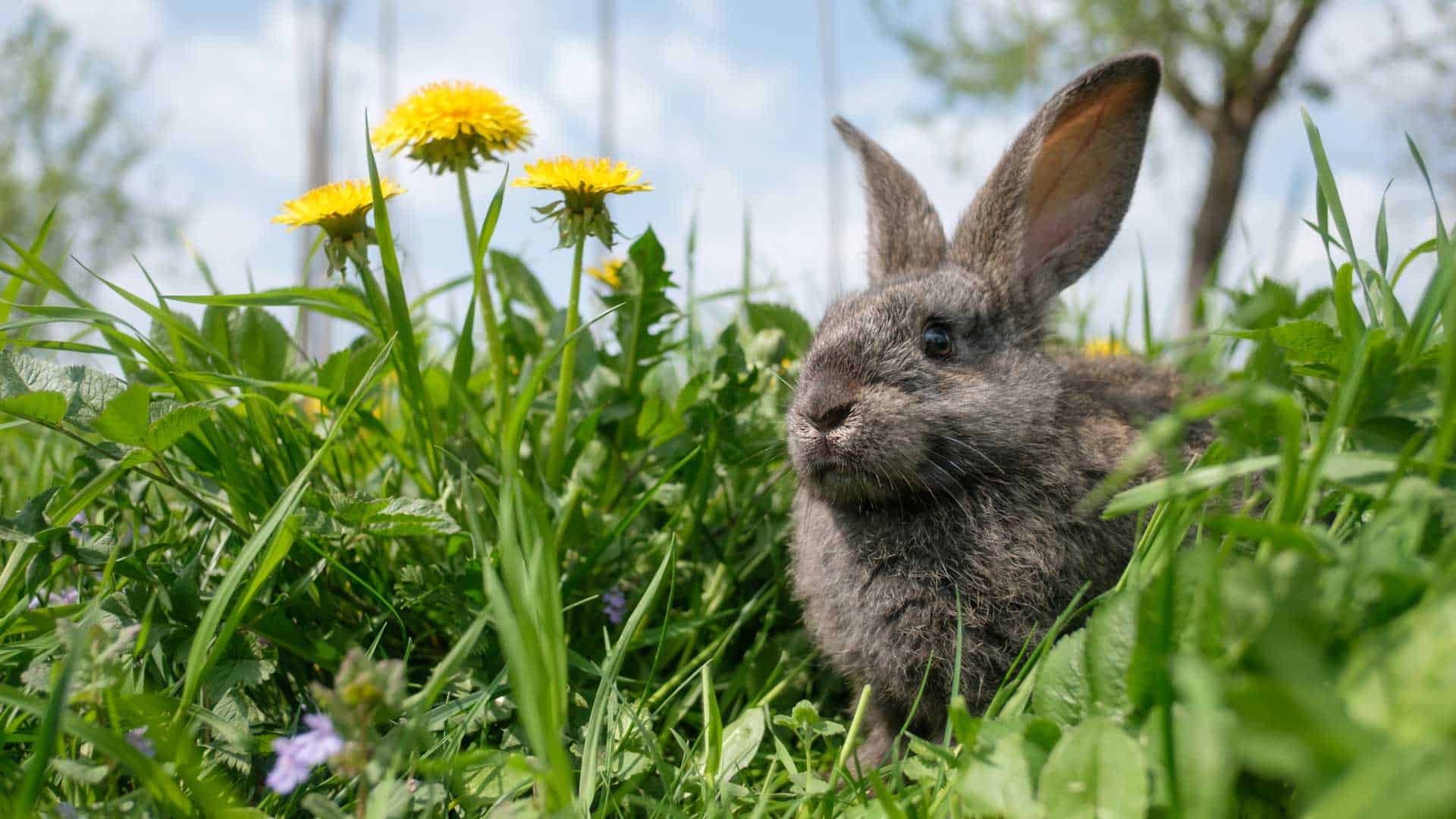 Rabbit Awareness Week