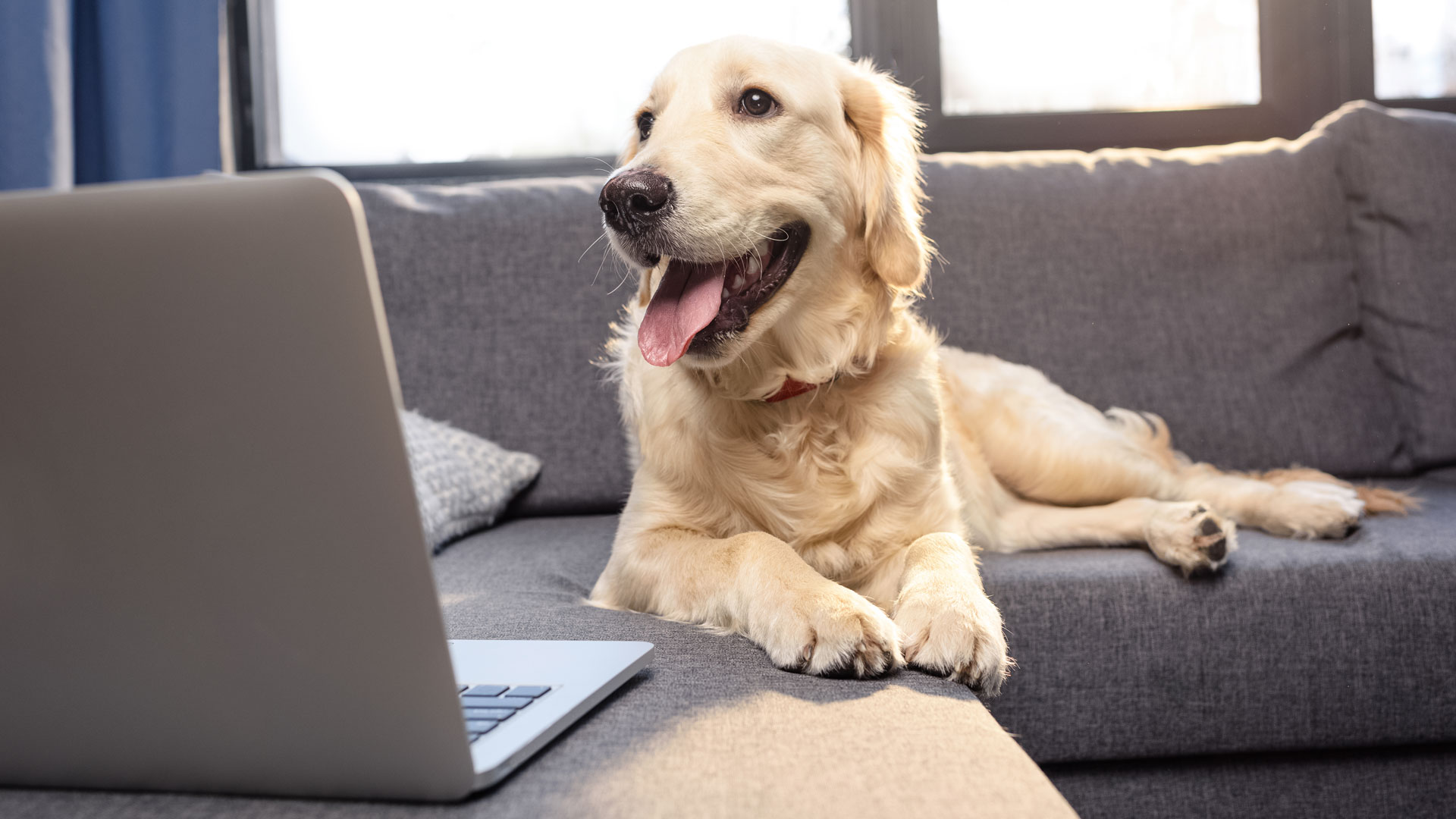 Bring your dog to work day