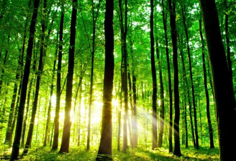 Trees Are The Week awareness day
