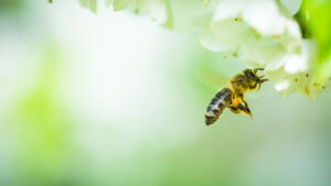 National Insect Week